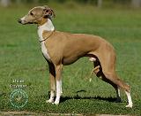Italian Greyhound 9R031D-036